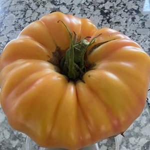 Ananas-Tomatensamen | Erbstück | Bio | Selten