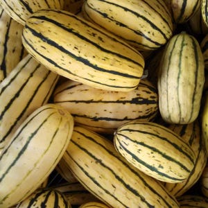 Nasiona dyni Delicata (zimowej)