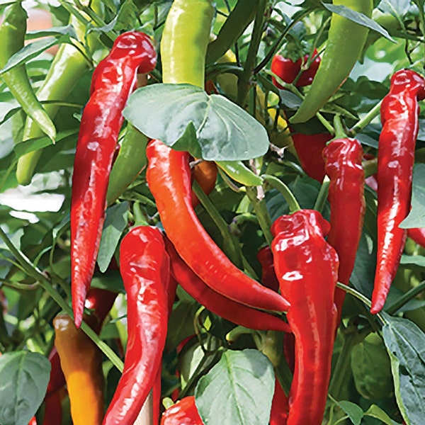 Cow Horn Pepper Seeds | Hot | Organic