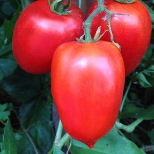 Sheboygan-Tomatensamen | Erbstück | Bio