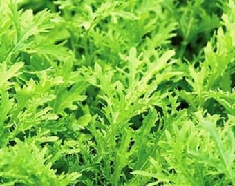 Semillas de mizuna con vetas de lima