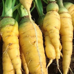 Semi di carota gialla solare / Cimelio / Biologico