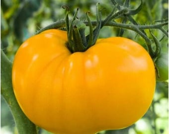 Yellow Brandywine Tomato Seeds | Heirloom | Organic