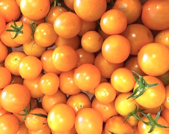 Sunsugar  (F1 Hybrid) Tomato Seeds