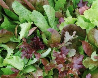 Mezcla para ensalada Mesclun / Semillas