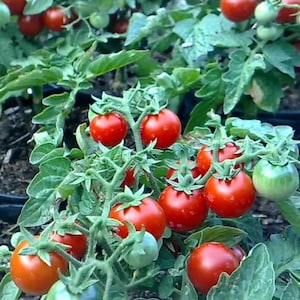 Red Robin Tomato Seeds | Organic