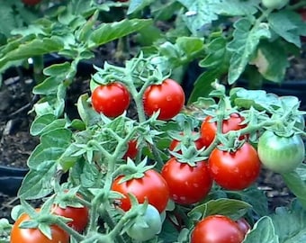 レッドロビンマイクロドワーフトマト種子、高さ20～30cm（8～12インチ