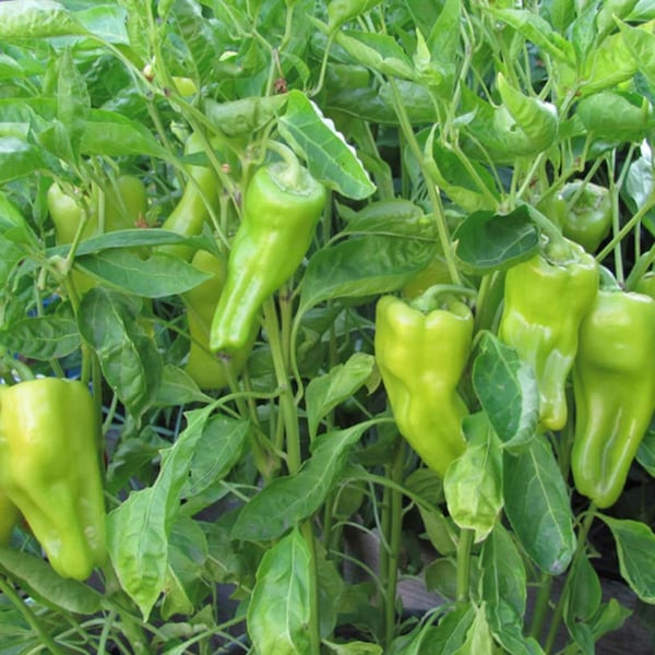 Cubanelle Pepper Seeds | Organic