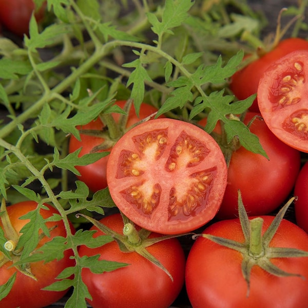 Silbrige Tannenbaum Tomatensamen | Erbstück | Bio