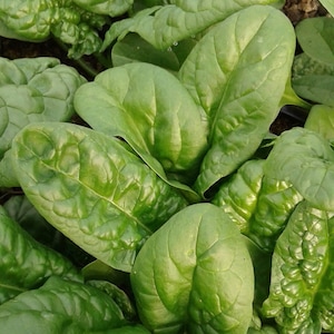 Bloomsdale Spinach Seeds | Heirloom | Organic