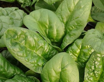 Bloomsdale Spinat Samen | Erbstück | Bio