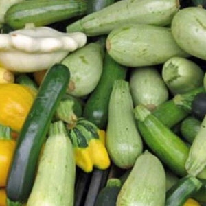 Summer Squash Mix | Organic | Seeds