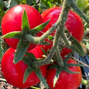 Oregon Spring was developed by Oregon State University and released in 1984! This is a fantastic cool climate/short season tomato that matures extremely early and produces tons of delicious fruit that are up to 4 inches each.