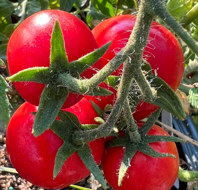 Oregon Spring was developed by Oregon State University and released in 1984! This is a fantastic cool climate/short season tomato that matures extremely early and produces tons of delicious fruit that are up to 4 inches each.