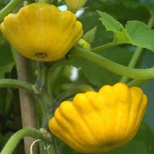 Yellow Bush Scallop Summer Squash Seeds  | Heirloom | Organic