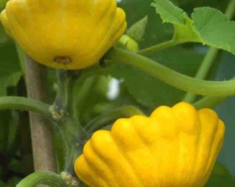 Yellow Bush Scallop Summer Squash Seeds  | Heirloom | Organic