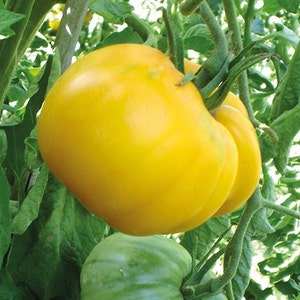 Yellow Beefsteak Tomato Seeds | Organic | Heirloom