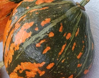Lakota (Winter) Squash Seeds | Heirloom