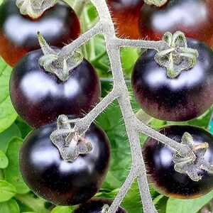 Indigo Cherry Drop Tomato (f1 Hybrid, Indeterminate