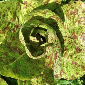 Freckles Romaine Lettuce Seeds | Heirloom | Organic