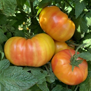 Peut inclure: Quatre tomates mûres à rayures jaunes et rouges, suspendues à une vigne. Les tomates sont de tailles et de formes différentes.