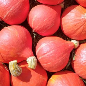 Nasiona dyni zimowej Red Kuri (Hokkaido) | Heirloom