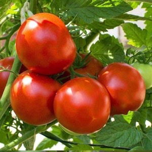 May include: Close-up of red ripe tomatoes growing on a vine. The tomatoes are round and smooth, with a glossy finish. The vine is green and leafy.