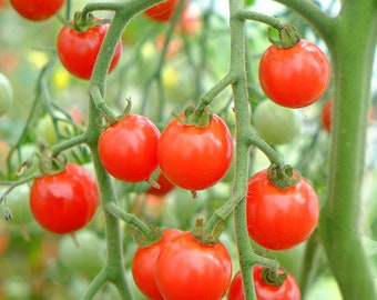 Sweet Aperitif Tomato Seeds | Heirloom | Organic