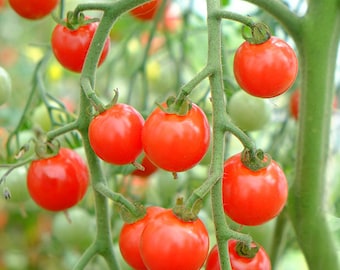 Semillas de tomate Sweet Aperitivo / Heirloom / Orgánico