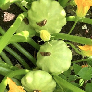 Bennings Green Tint Summer Squash Seeds | Heirloom | Organic
