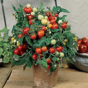 Micro-Tom Tomato Seeds | Organic