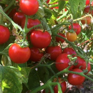 Washington Cherry Tomato Seeds | Organic