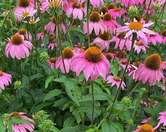Semillas de equinácea púrpura / Reliquia / Nativa