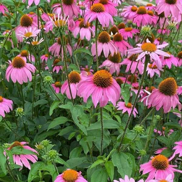 Purple Coneflower Echinacea Seeds  | Heirloom | Native