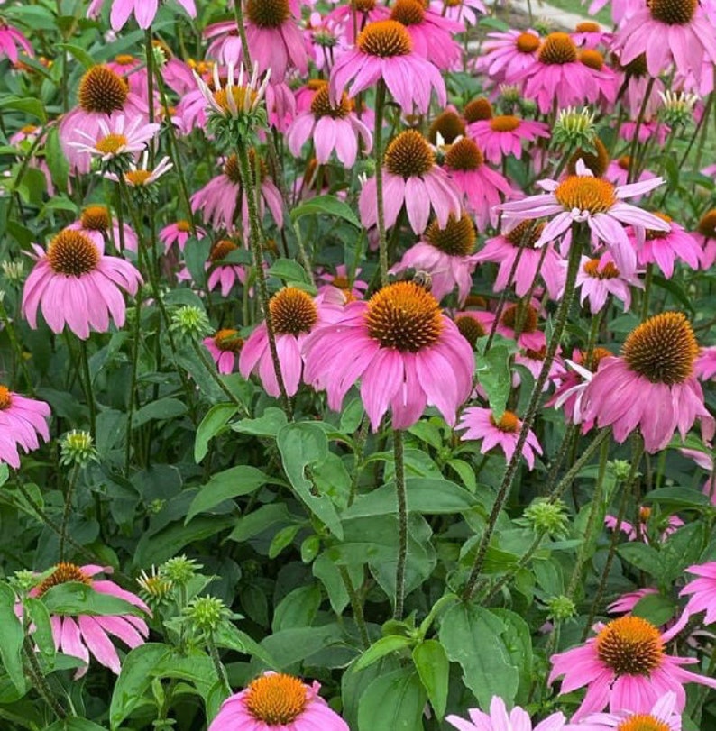 Purple Coneflower Echinacea Seeds  | Heirloom | Native