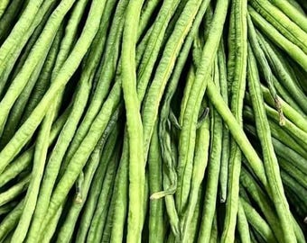 Semi di fagioli orientali lunghi