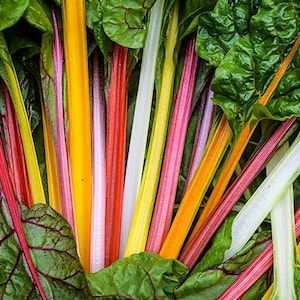 Graines de mélange de bettes arc-en-ciel | Biologique