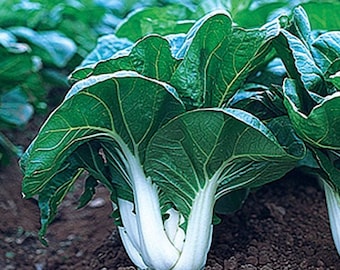 White Stem Bok Choy Cabbage Seeds | Organic