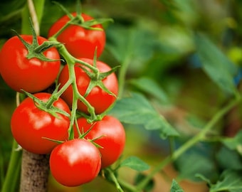 Large Red Cherry Tomato Seeds | Heirloom | Organic