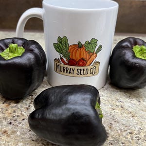 Midnight Dreams Paprika Samen
