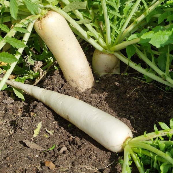 White Icicle Radish | Heirloom | Organic