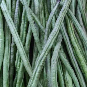 Dark Green Yard Long Bean Seeds