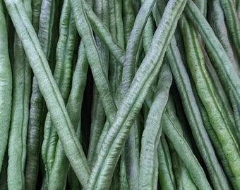 Semi di fagioli lunghi verde scuro