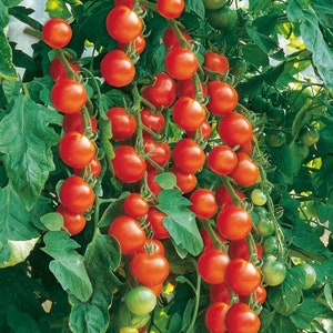 Gardeners Delight Tomato Seeds | Heirloom | Organic