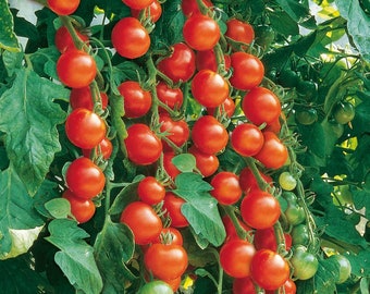 Gardeners Delight Tomato Seeds | Heirloom | Organic
