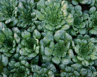 Semillas de Tatsoi Rosette / Variedad tradicional