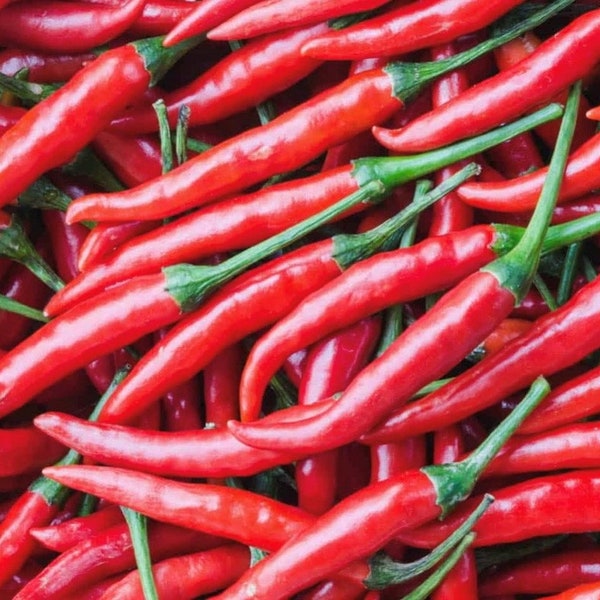 Sweet Cayenne Pepper Seeds | Heirloom | Organic