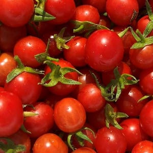 Semi di pomodoro da 42 giorni / Cimelio / Biologico