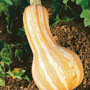 Semi di zucca Cushaw Orange Striped (invernale) / Heirloom