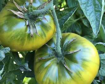 Green Cherokee Tomato Seeds | Heirloom | Organic